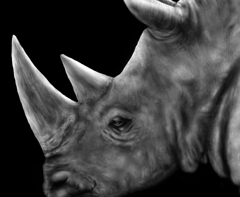 rhinoceros profile