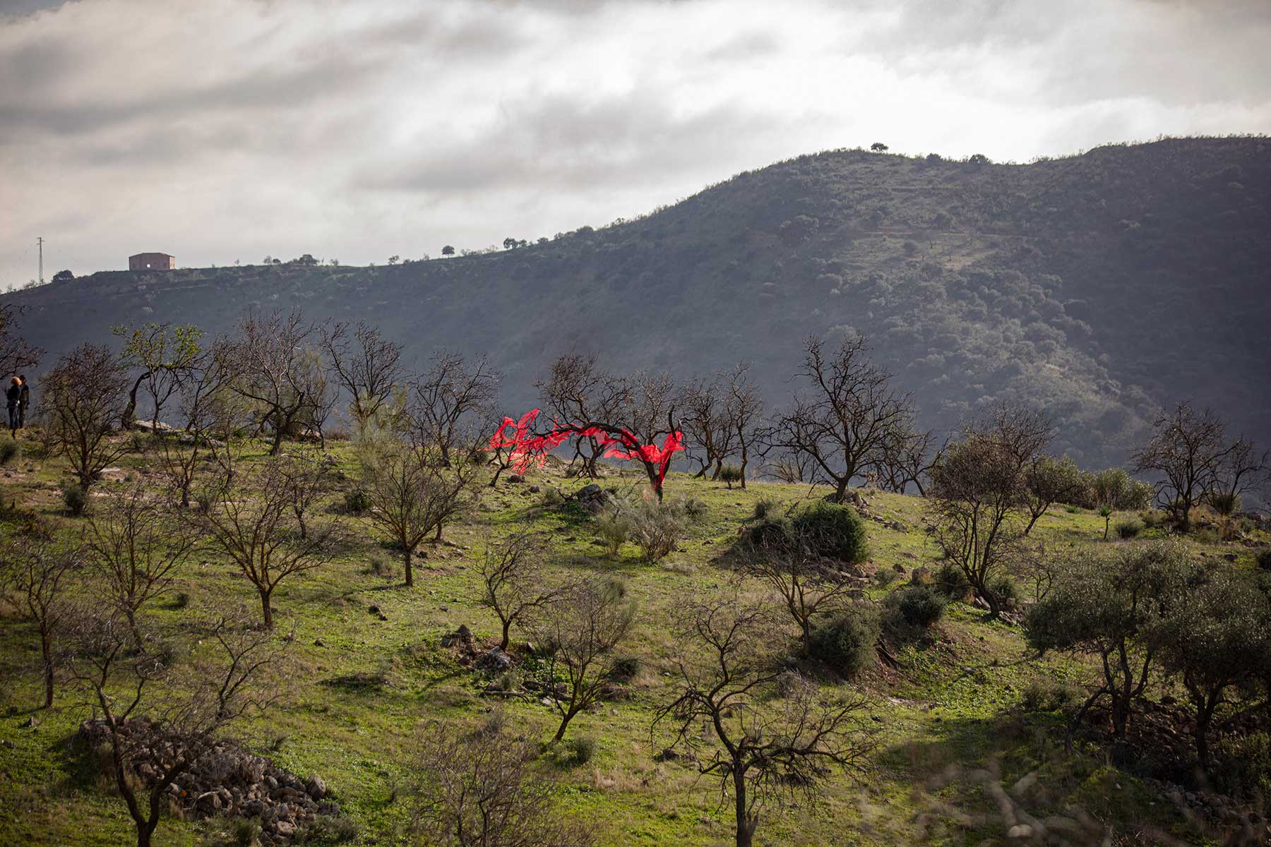 Almond trees with red fabric