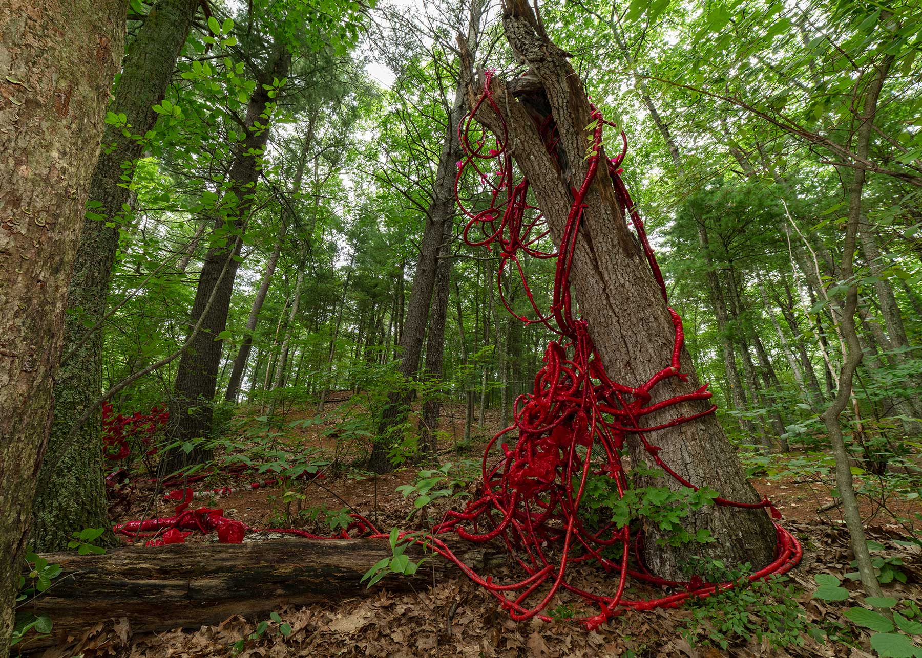 Tree in woodland covered by red hoses