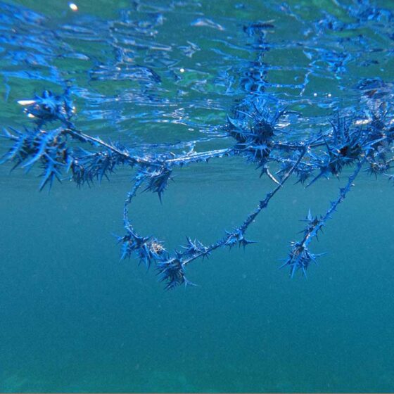 Blue thistle form floating in water